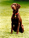 [PHOTO: Buddy, the First Canine]