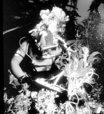Photo: NOAA Diver