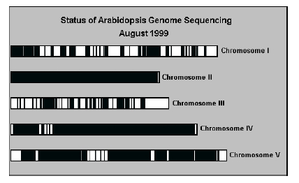 Status of Arabldopsis Genome Sequencing (Graph)