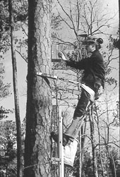 Photo: Lumberjack on tree