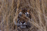 One of the tigers spotted during the President's tour of Ranthambhore National Park.
