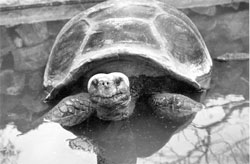 Photo: Turtle